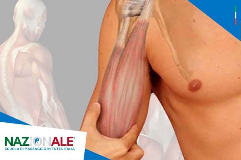 L’IMPORTANZA DEL CORSO DI ANATOMIA: CONOSCENZA INDISPENSABILE PER TUTTI I CORSI DI MASSAGGIO