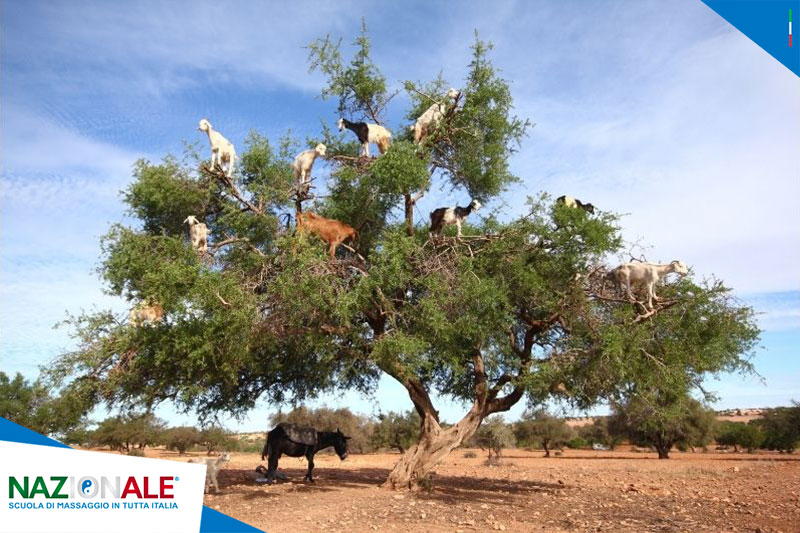 GIORNATA MONDIALE DELL’ARGAN; ECCO I BENEFICI PER I TUOI MASSAGGI PROFESSIONALI