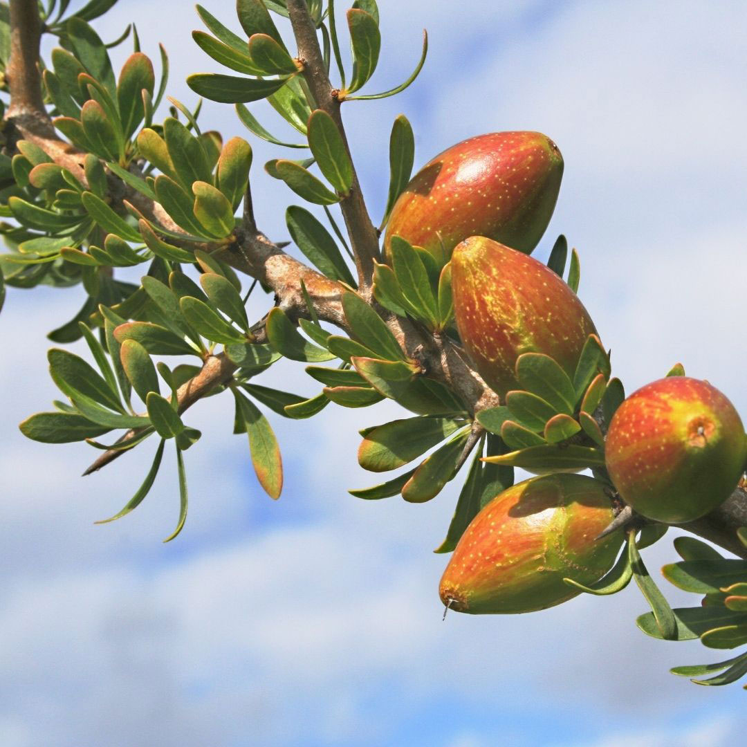 giornata-mondiale-argan-zoubida-charrouf-emancipazione-femminile giornata mondiale dell'argan zabid charrouf emancipazione femminile