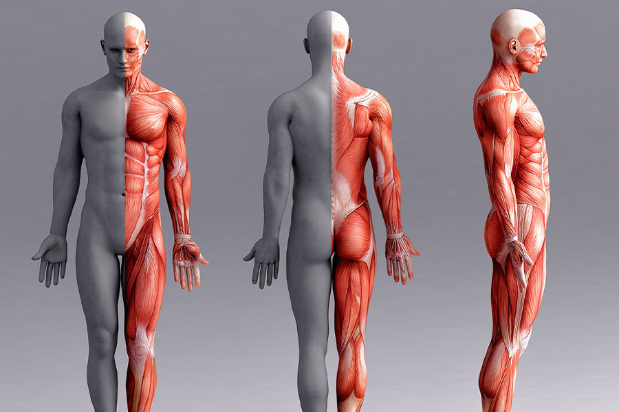 Corso Anatomia Del Massaggio Nazionale